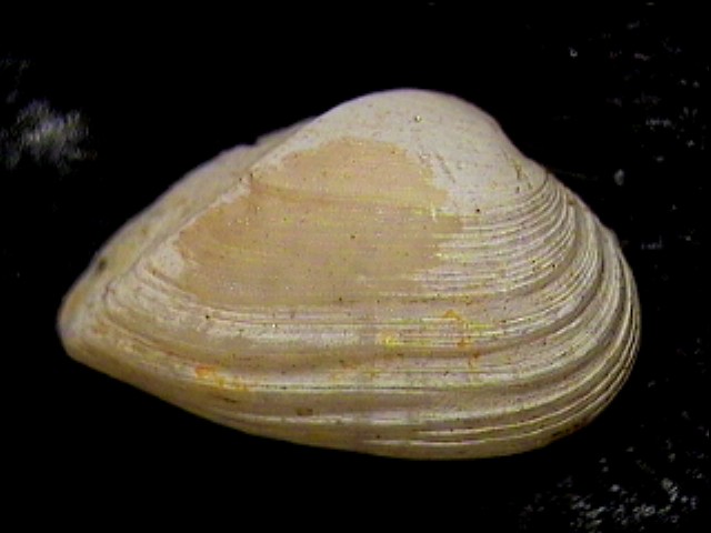 Corbula revoluta (Br, 1814) & Corbula cocconii (Font., 1881)